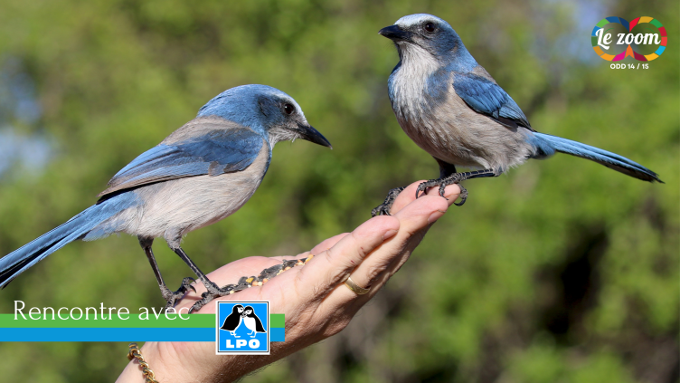 Logo LPO : préserver la biodiversité à toutes les échelles