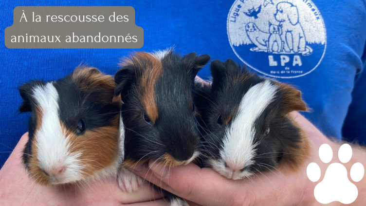 Logo La LPA : À la rescousse des animaux abandonnés